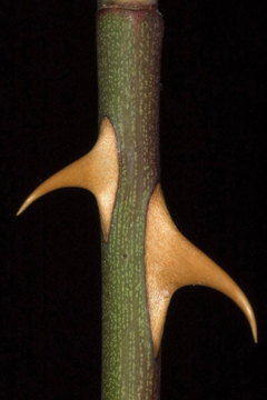 Prickle - an outgrowth of the epidermis; superficial, not vascularized (contrast with Spine and Thorn) [Rosaceae]